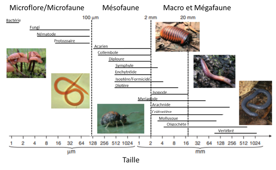 Organismes du sol en fonction de la taille, modifié d’après Decaens (2010)